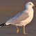 Ring-billed Gull